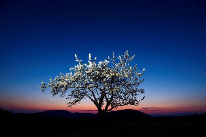 Un cerezo en flor es visto este lunes durante la puesta de sol en Somosko, cerca de Salgotarjan (Hungría). 