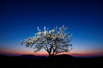 Un cerezo en flor es visto este lunes durante la puesta de sol en Somosko, cerca de Salgotarjan (Hungría). 