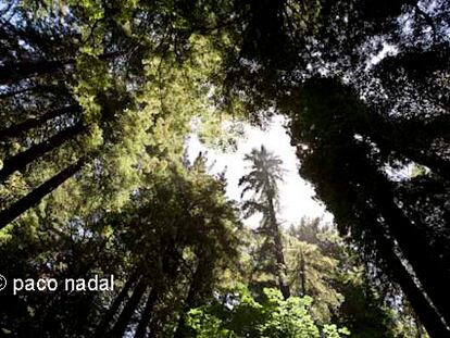 El bosque de los palos colorados