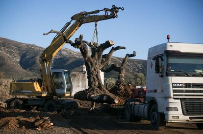 Extracción de olivos en Ulldecona.