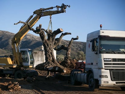 Extracción de olivos en Ulldecona.