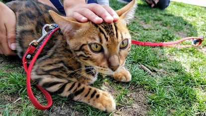 Un gato disfrutando de 'Caturday'.