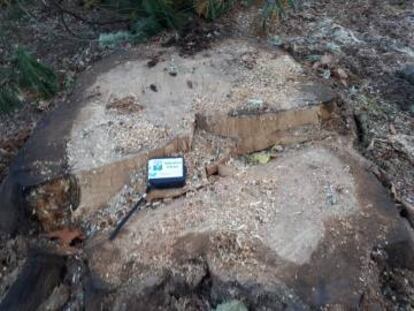 Ejemplar centenario talado en Santo Estevo de Ribas de Sil.