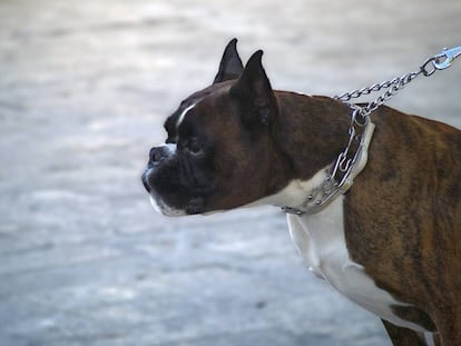 Un perro de raza bóxer, en una imagen de archivo.