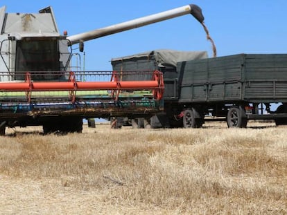 Maquinaria agrícola cosecha trigo cerca del pueblo de Krasnoarmiyske, en Ucrania. 