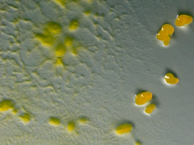 Bacterias y virus cooperaron para crear nuestras células en 