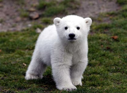 Tosca, la madre de Knut, <i>trabajaba</i> en un circo de la antigua República Democrática Alemana. Su osezno se ha convertido en la mascota oficiosa de Berlín pese a que hasta ahora sólo sus cuidadores lo habían visto.