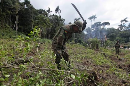 A Bolivian soldier helps destroy an illegal coca field in a rural area.