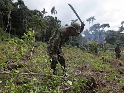 A Bolivian soldier helps destroy an illegal coca field in a rural area.