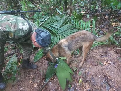 A soldier and a dog take part in a search operation for child survivors from a Cessna 206 plane that crashed in the jungle.