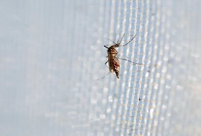 El mosquit 'Aedes aegypti', que transmet el virus del zika.