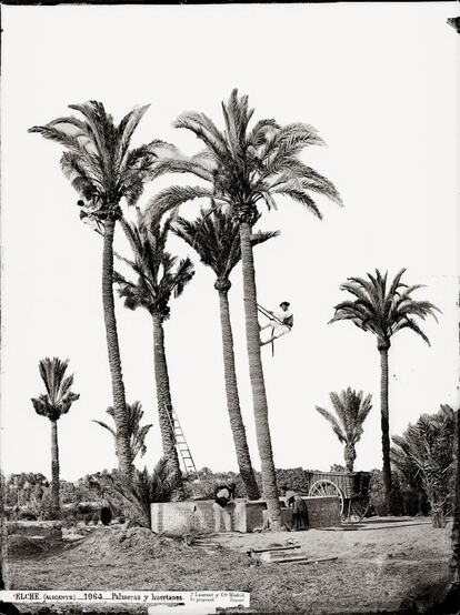 <p>Dos hombres trepan a una palmera, "una habilidad que todavía existe en la actualidad en Elche", apunta Pía. La fotografía fue elegida para mostrar la transmisión de conocimientos "que no se aprenden de la noche a la mañana. Sino que pasan de generación en generación". La subida a la palmera no era únicamente para talarla, cuenta la comisaria que fumigaban si había alguna plaga, recogían los dátiles si la planta era datilera y "las cerraban atándolas para que no les diera la luz y poder venderlas en el mercado de palmas, esas que se llevan en Domingo de Ramos".</p><p> La muestra está estructurada en 11 apartados: <i>Protagonistas, Transmisión, La sociabilidad y sus escenarios, El agua, Alimentación, Pastoreo, Del mar al mercado, De la tierra al utensilio, El transporte, Los oficios ambulantes, Rituales festivos.</i></p>