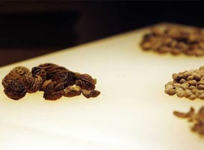 Huesos de melocotón expuestos en el Museo de la Romanización del Golfo de Vizcaya de Irún