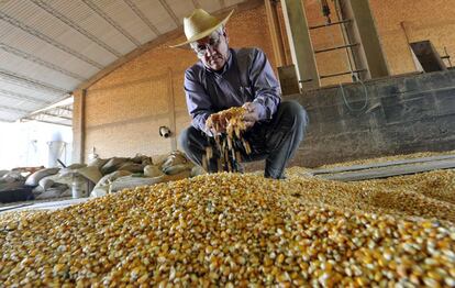 Un agricultor examina ma&iacute;z transg&eacute;nico en Paraguay