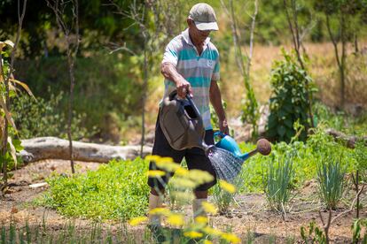 Francisco Monteiro vende os produtos orgânicos que planta no quintal de casa.