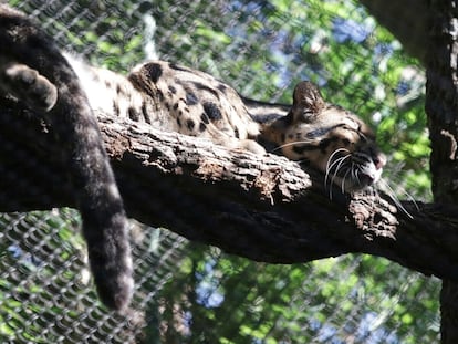 This unadate image provided by the Dallas Zoo, a clouded leopard named Nova rests on a tree limb in an enclosure at the Dallas Zoo.