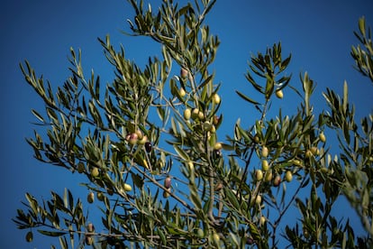 Un olivo en el campo cordobés.