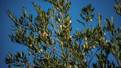 Un olivo en el campo cordobés.