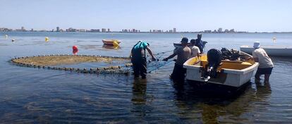 Recogida de algas en el Mar Menor.