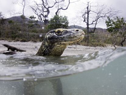 Buscando al dragón de Komodo: vuelos a Indonesia por 519 euros