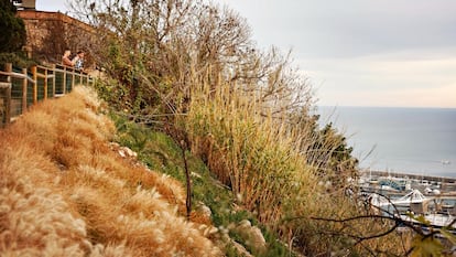 Vegetación seca en el parque de Montjuïc de Barcelona, en enero.