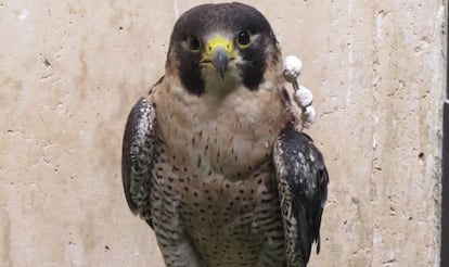 Foto del halcón peregrino tiroteado.