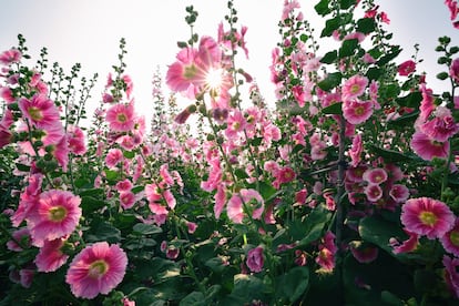 Malvarrosa
