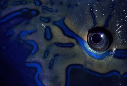 El ojo de un pez loro, que en Hawái se denomina Uhu Fish.
