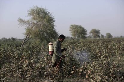 Un hombre fumiga con pesticida un campo de algodón.