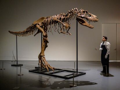 Los restos del gorgosauro son instalados en la sede de Sotheby's en Nueva York, el pasado 5 de julio.