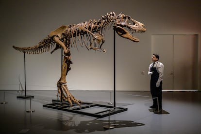 Los restos del gorgosauro son instalados en la sede de Sotheby's en Nueva York, el pasado 5 de julio.