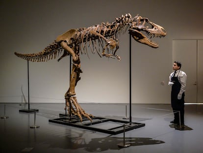 Los restos del gorgosauro son instalados en la sede de Sotheby's en Nueva York, el pasado 5 de julio.