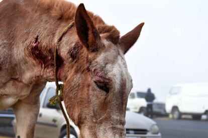 Un caballo herido en el mercado de San Bernab&eacute;, M&eacute;xico.