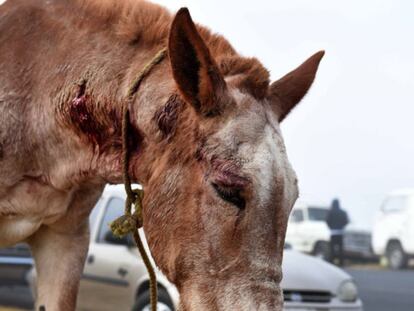 Un caballo herido en el mercado de San Bernab&eacute;, M&eacute;xico.