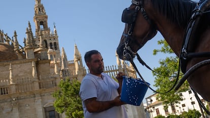 Un cochero refresca a su caballo, el jueves en los aledaños de la Catedral de Sevilla.