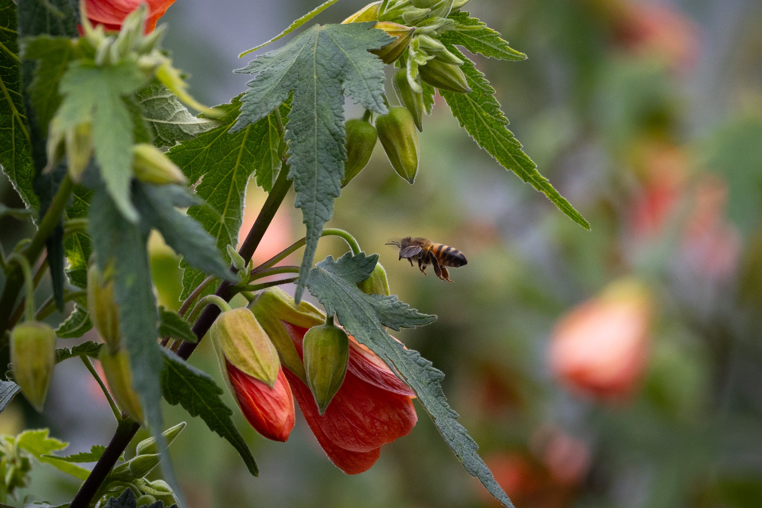 Colombia todavía no sabe que puede comerse sus flores
