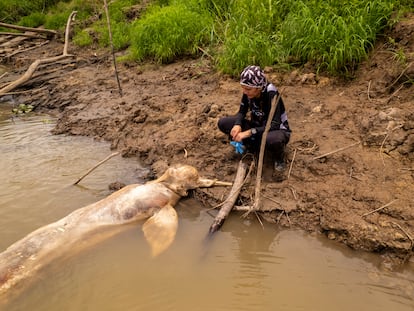 Una voluntaria junto al cuerpo de un delfín de río del Amazonas, en el pueblo de Caballo Cocha (Perú).