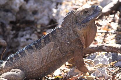 Iguana jamaicana ('Cyclura collei').