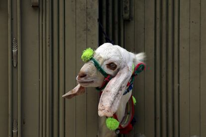 Una cabra asoma por la puerta de una casa antes de las celebraciones de Eid al-Adha en Peshawar, Pakistán.