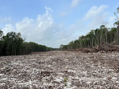 Tramo deforestado para la construcción del tramo 5 del Tren Maya a la altura de Playa del Carmen, en Quintana Roo, en mayo pasado.