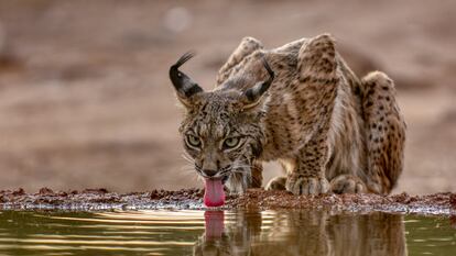 Un lince ibérico bebe agua en alguna parte del Península Ibérica.