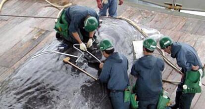 Miembros de una flota de barcos balleneros miden el per&iacute;metro de un cachalote. Regresaron a Jap&oacute;n tras la caza de 158 ballenas. 
