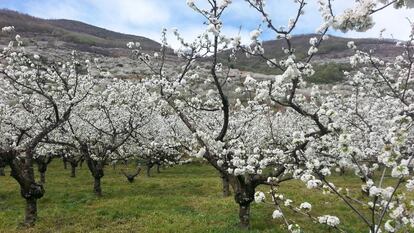 Varios cerezos en el Valle del Jerte en el noreste de Extremadura.