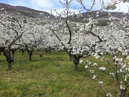 Varios cerezos en el Valle del Jerte en el noreste de Extremadura.