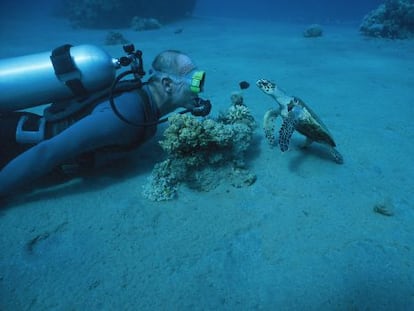 Buceador y tortuga verde en Eilat, Israel. 