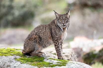 Un lince ibérico en la sierra de Andújar, en 2024.