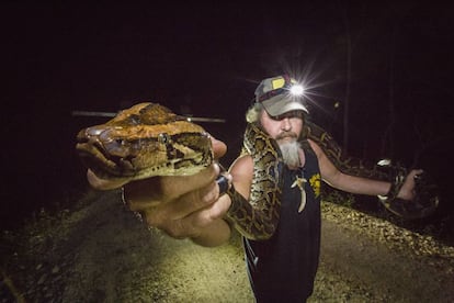 Dusty Crum, conocido como 'The Wildman', El Salvaje, muestra un ejemplar recién capturado de pitón birmana.