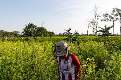 Un niño campesino camina a través de un cultivo de coca en Nueva Colombia, en el departamento de Meta, el 21 de enero de 2023.