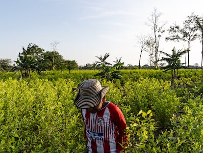 Un niño campesino camina a través de un cultivo de coca en Nueva Colombia, en el departamento de Meta, el 21 de enero de 2023.