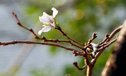 Un cerezo en flor en pleno otoño en la ribera del Meguro, en Tokio.